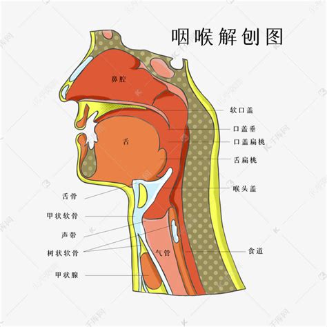 咽喉位置|咽喉